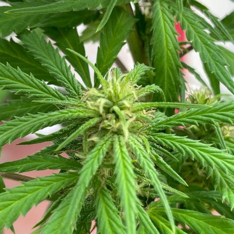 Lemon cake 3 growlog timeline photo