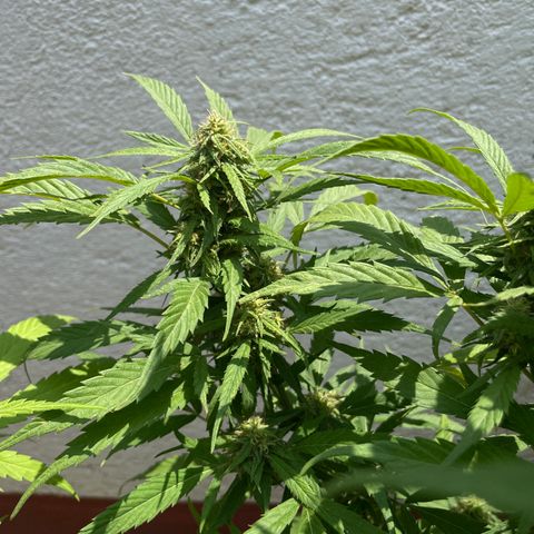 Lemon cake 4 growlog timeline photo