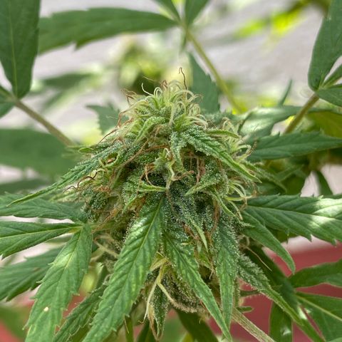 Lemon cake 4 growlog timeline photo
