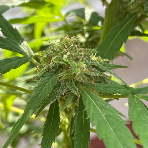 Lemon cake 4 growlog timeline photo