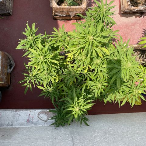 Lemon cake 4 growlog timeline photo