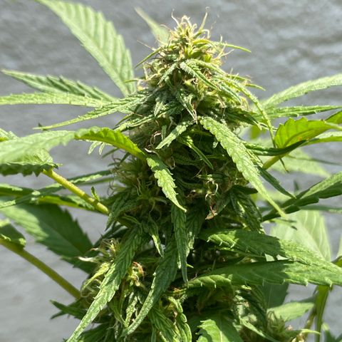 Lemon cake 4 growlog timeline photo