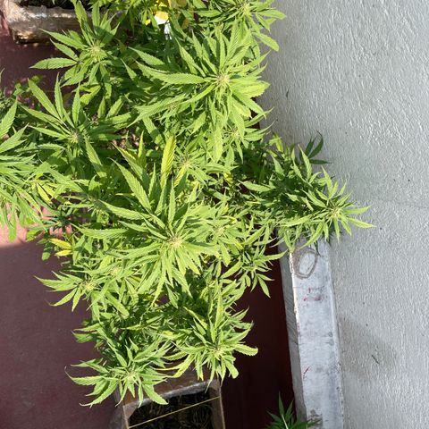 Lemon cake 4 growlog timeline photo