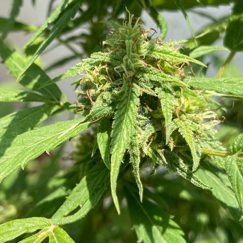Lemon cake 4 growlog timeline photo