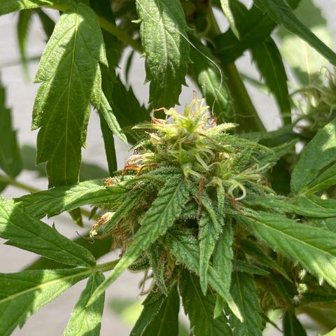 Lemon cake 4 growlog timeline photo