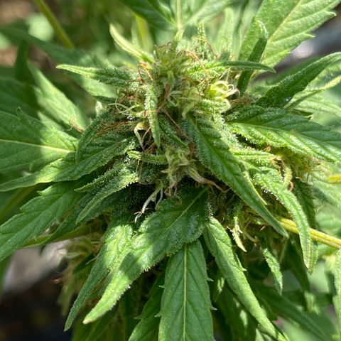 Lemon cake 4 growlog timeline photo