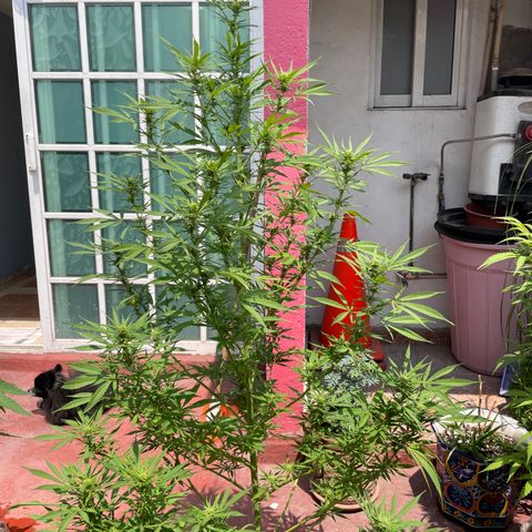 Lemon cake 7 growlog timeline photo