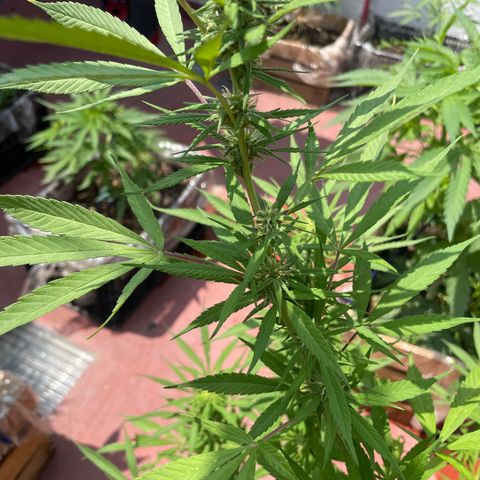 Lemon cake 7 growlog timeline photo