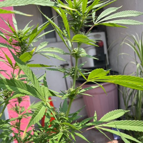 Lemon cake 7 growlog timeline photo