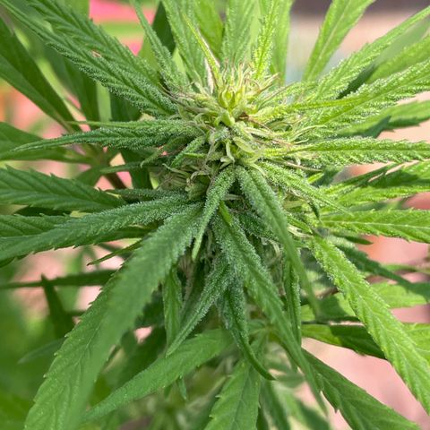 Lemon cake 7 growlog timeline photo