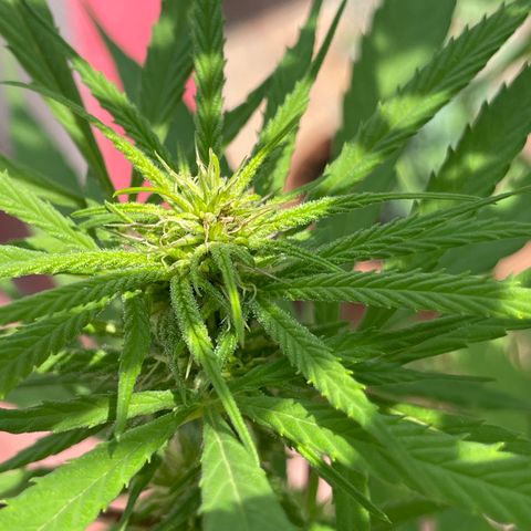 Lemon cake 7 growlog timeline photo