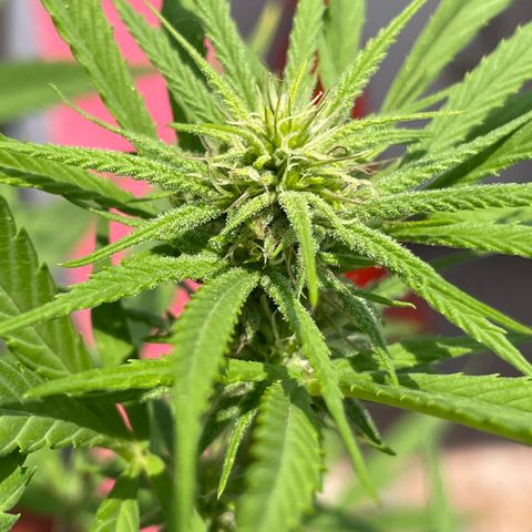 Lemon cake 7 growlog timeline photo