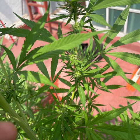 Lemon cake 7 growlog timeline photo