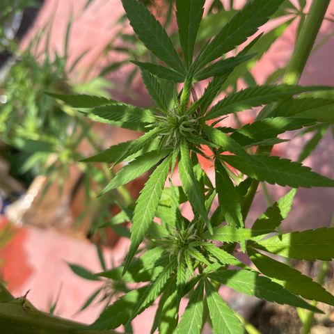 Lemon cake 7 growlog timeline photo