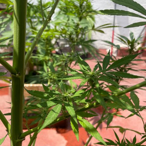 Lemon cake 7 growlog timeline photo