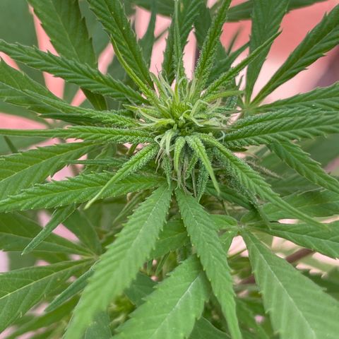 Lemon cake 7 growlog timeline photo