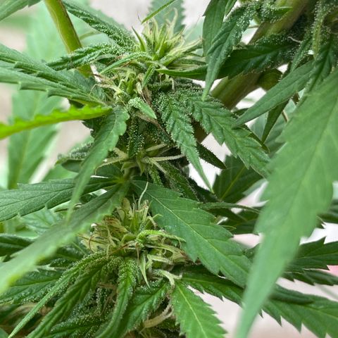Lemon cake 6 growlog timeline photo