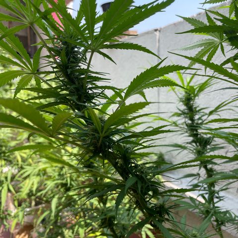 Lemon cake 6 growlog timeline photo