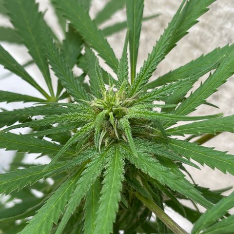 Lemon cake 6 growlog timeline photo