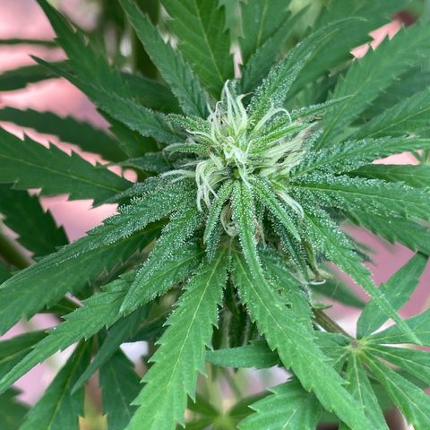 Lemon cake 6 growlog timeline photo