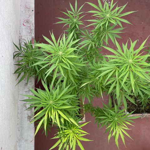 Lemon cake 6 growlog timeline photo