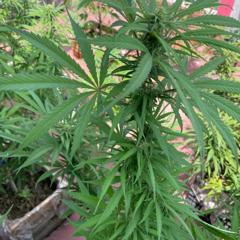 Lemon cake 6 growlog timeline photo