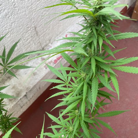 Lemon cake 6 growlog timeline photo