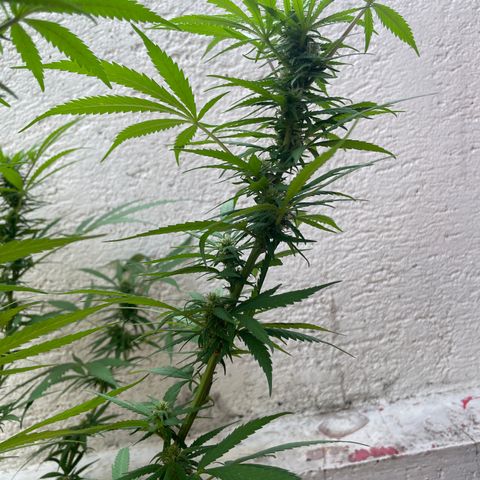 Lemon cake 6 growlog timeline photo
