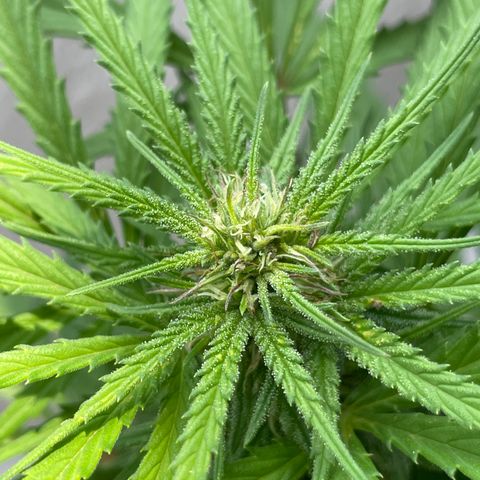 Lemon cake 6 growlog timeline photo