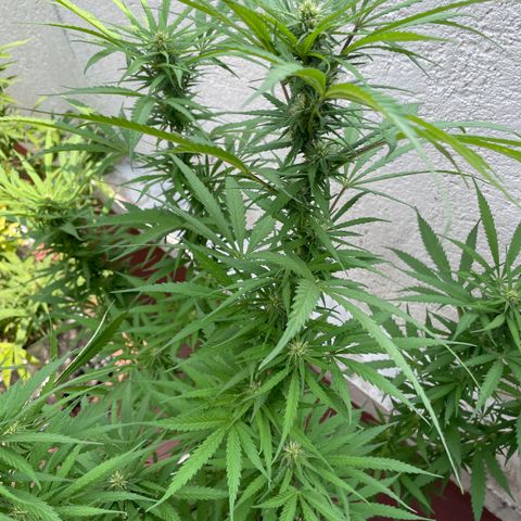 Lemon cake 6 growlog timeline photo