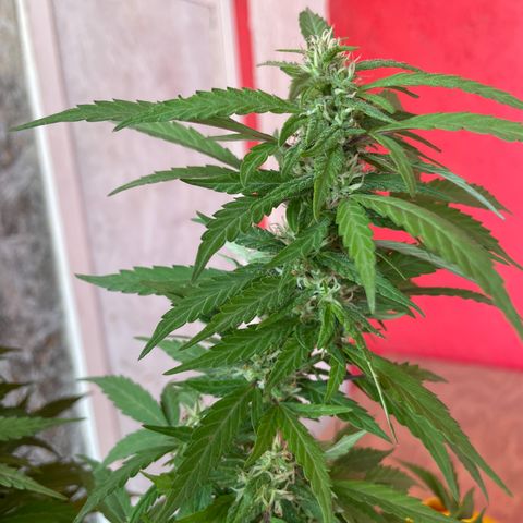 Lemon cake 5 growlog timeline photo