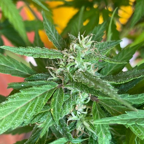 Lemon cake 5 growlog timeline photo
