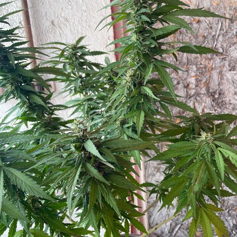 Lemon cake 5 growlog timeline photo