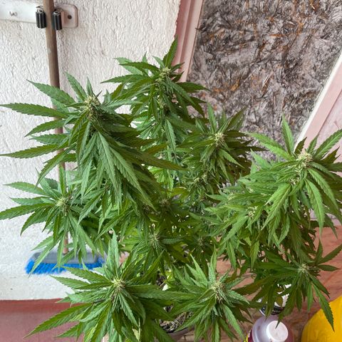 Lemon cake 5 growlog timeline photo