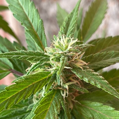 Lemon cake 5 growlog timeline photo