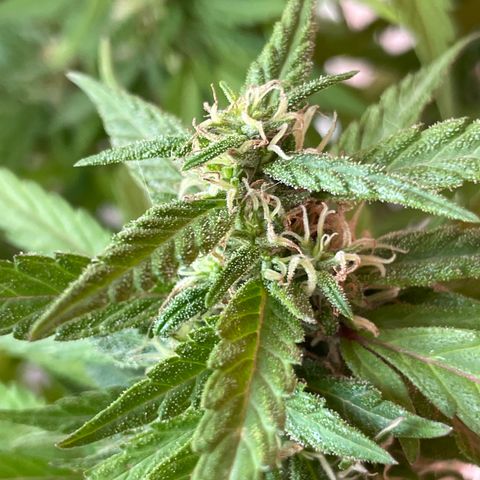 Lemon cake 5 growlog timeline photo
