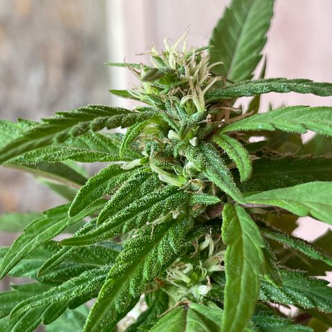 Lemon cake 5 growlog timeline photo