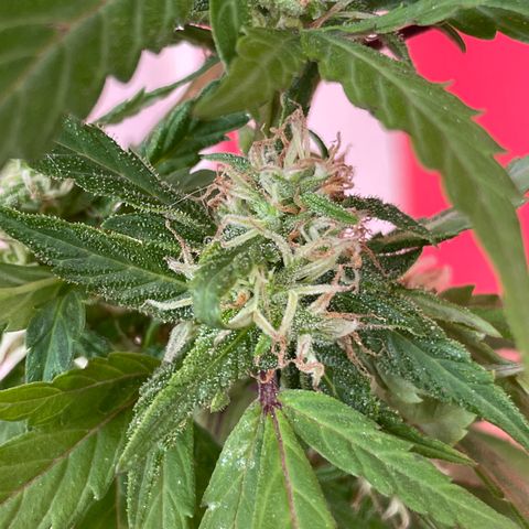 Lemon cake 5 growlog timeline photo