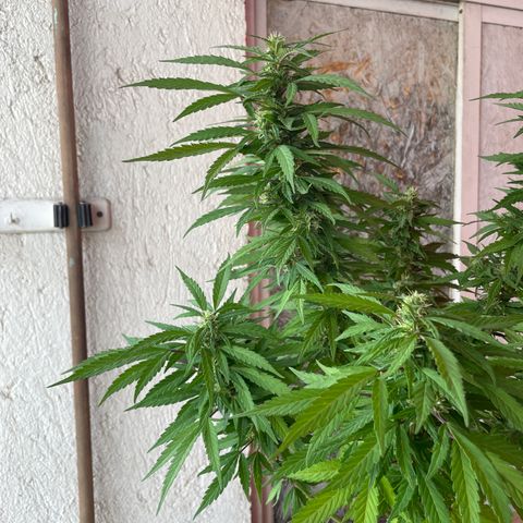 Lemon cake 5 growlog timeline photo