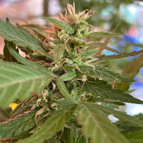 Lemon cake 5 growlog timeline photo