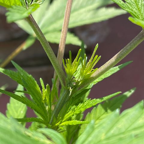King cake  growlog timeline photo