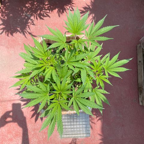 King cake  growlog timeline photo