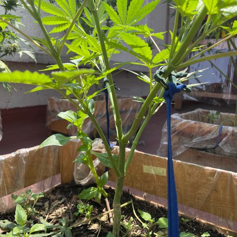 King cake  growlog timeline photo