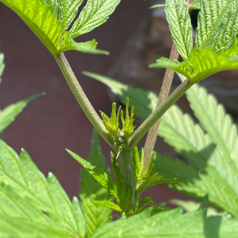 King cake  growlog timeline photo