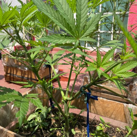 King cake  growlog timeline photo