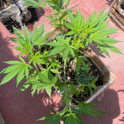 King cake  growlog timeline photo