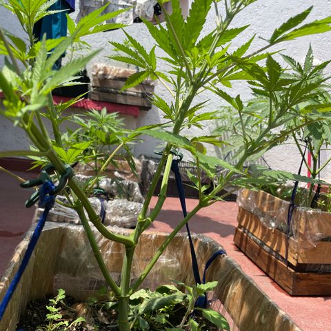 King cake  growlog timeline photo