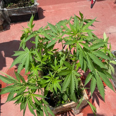 Orange juice  growlog timeline photo