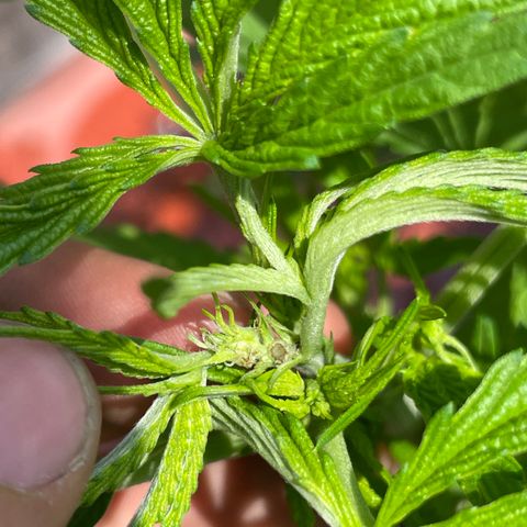 Orange juice  growlog timeline photo