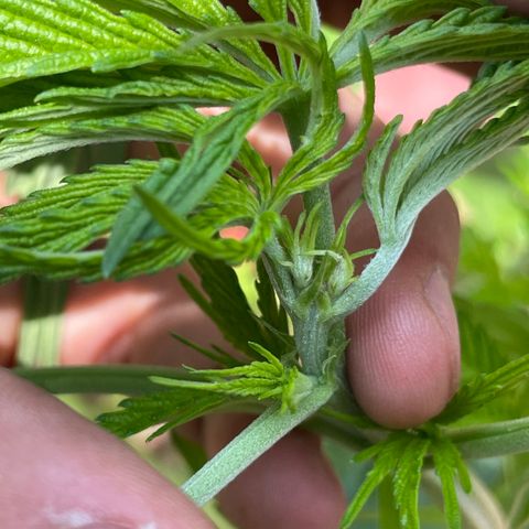 Orange juice  growlog timeline photo